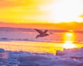 birds fly to Arctic