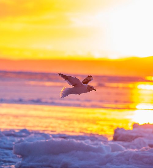 birds fly to Arctic