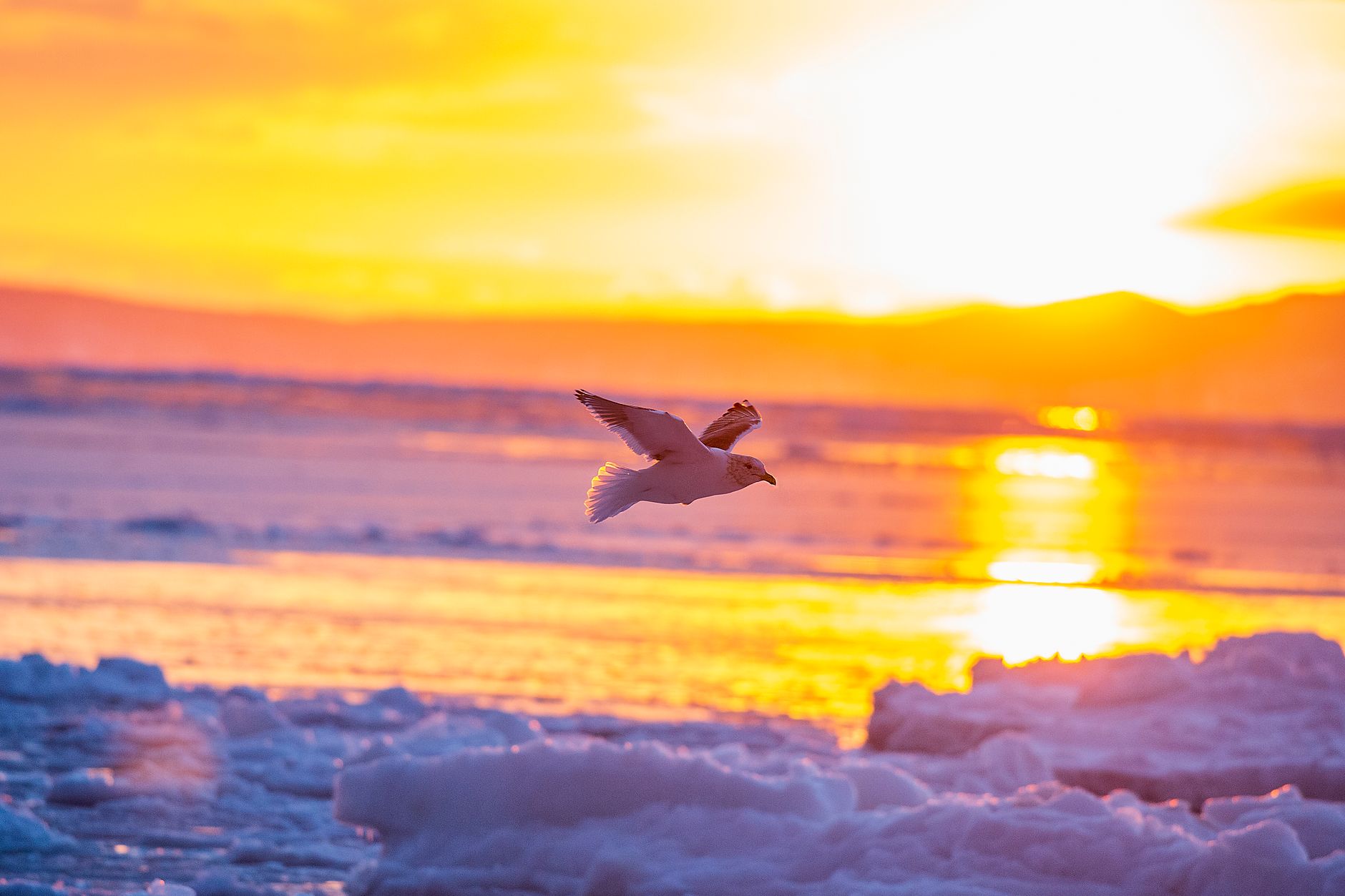 birds fly to Arctic
