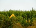 mixed mycorrhizal forests