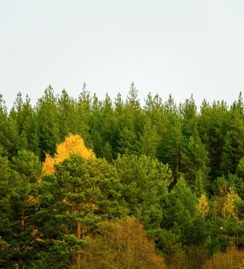 mixed mycorrhizal forests