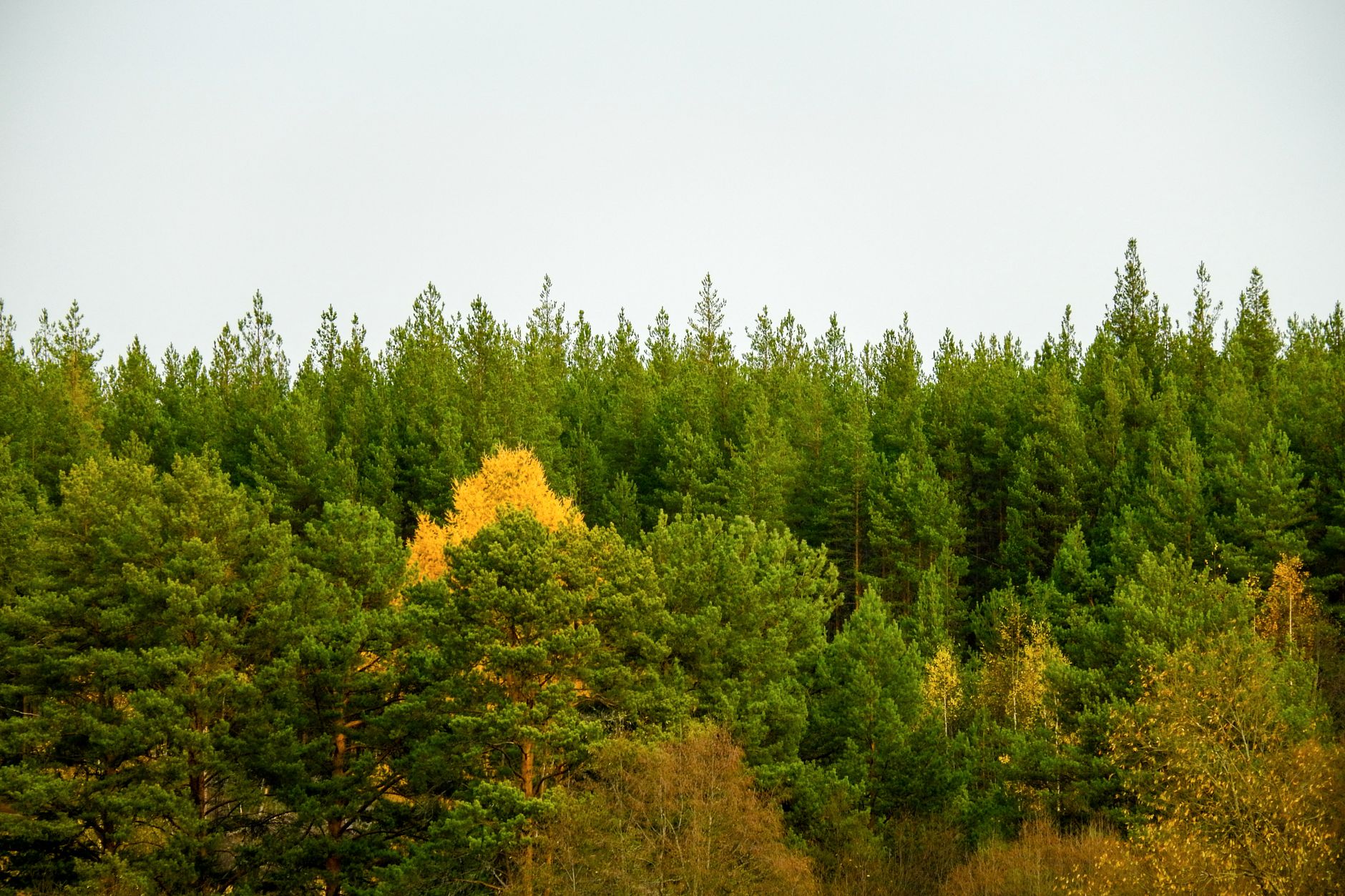 mixed mycorrhizal forests