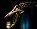 prehistoric species discovery