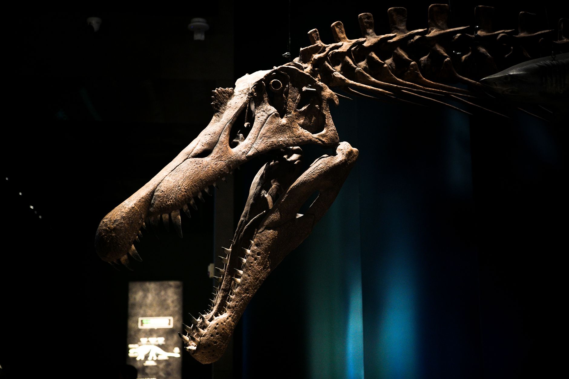 prehistoric species discovery