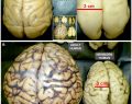 chimpanzee brain development