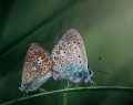 genetic switch butterflies