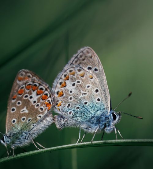 genetic switch butterflies
