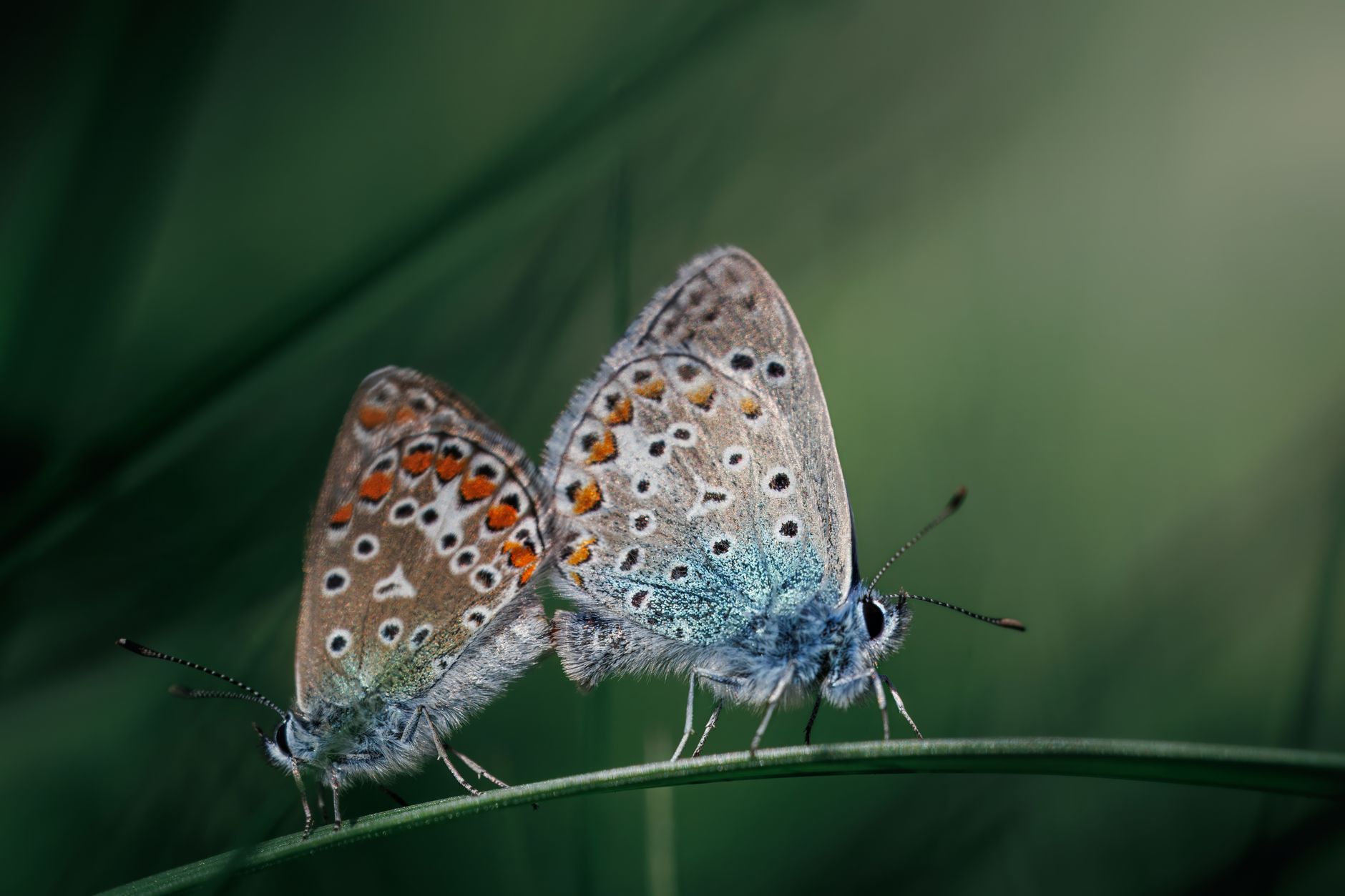 genetic switch butterflies