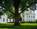 Trump administration tree cutting