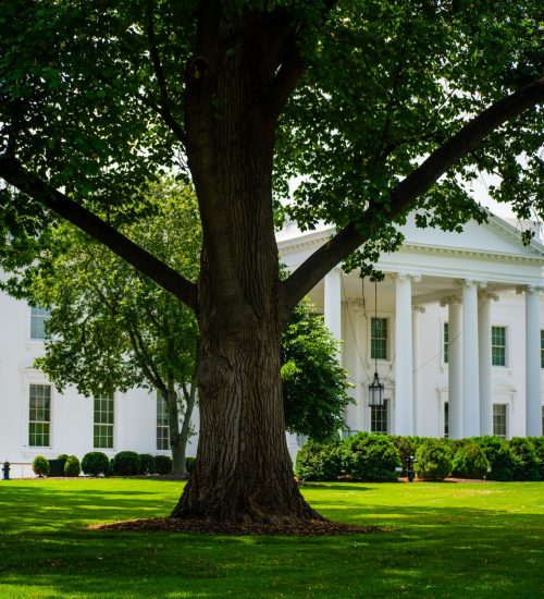 Trump administration tree cutting