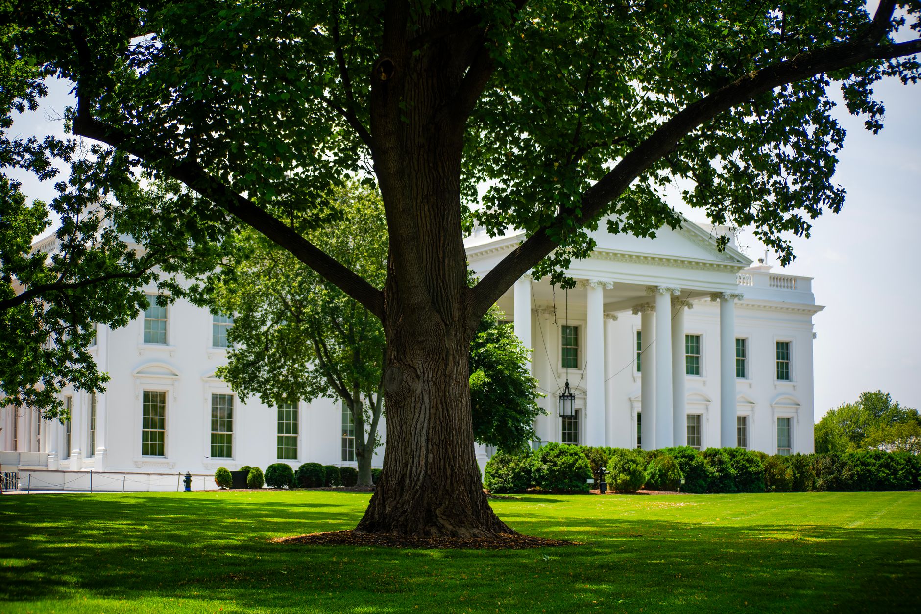 Trump administration tree cutting